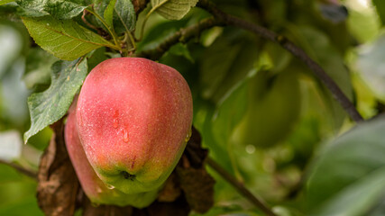 Rippe apple in the orchard ready for harvest