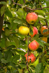 Red apples, hanging in a tree
