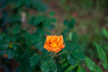 fresh orange roses in spring. flower of friendship and bounding. Selective Focus bloom