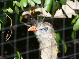 The red-legged seriema has an expressive head