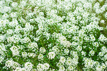 Loburyaria marine, garden, lawn small-flowered plant with  honey smell. Annual undersized bushy...