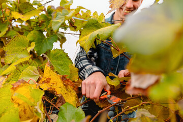 Young male farmer works in the vineyard in autumn day, bunch of grapes being picked from row during...