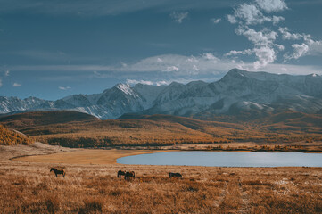 Wild horses herd at the lake in the mountains. Altai valley.