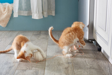 Two red kittens are playing on the floor. Lifestyle.