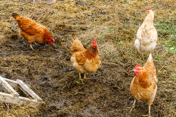 Free range chicken on organic animal farm freely grazing in yard on ranch background. Hen chickens graze on natural eco farm. Modern animal livestock and ecological farming. Animal rights concept.