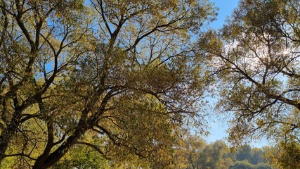 trees in autumn