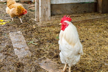 Free range chicken on organic animal farm freely grazing in yard on ranch background. Hen chickens graze on natural eco farm. Modern animal livestock and ecological farming. Animal rights concept.