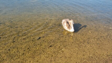 swan on the beach