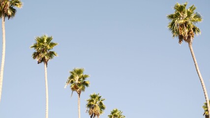 Palms in Los Angeles, California, USA. Summertime aesthetic of Santa Monica and Venice Beach on Pacific ocean. Clear blue sky and iconic palm trees. Atmosphere of Beverly Hills in Hollywood. LA vibes.
