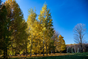 yellow trees in the park against the blue sky on a sunny day 