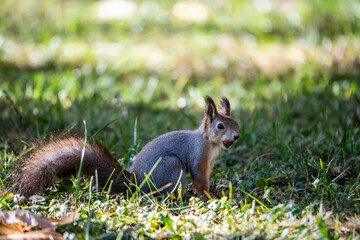 Naklejka na ściany i meble red squirrel harvests nuts for the winter in an autumn yellow park in sunny weather