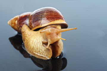 Giant African snail (Achatina imaculata lamarckiana) on black background