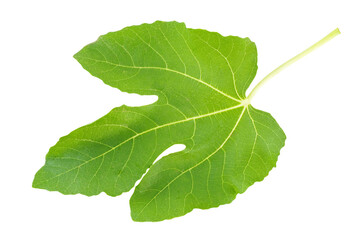 Fototapeta premium Leaf of fig tree isolated on white background