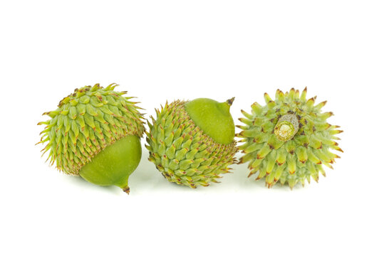 Acorns Of Holm Oak Or Holly Oak Tree Isolated On A White Background