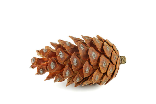 Pine cone of pinus cembra isolated on a white background