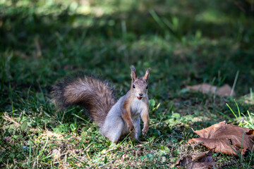 Naklejka na ściany i meble red squirrel harvests nuts for the winter in an autumn yellow park in sunny weather