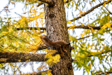 red squirrel harvests nuts for the winter in an autumn yellow park in sunny weather