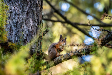 red squirrel harvests nuts for the winter in an autumn yellow park in sunny weather