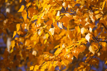 Autumn leaves in the sun.