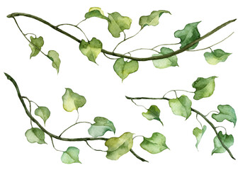Detailed realistic ivy leaves isolated on white background. Watercolor hand painted botany. Green stem set © Daria Doroshchuk