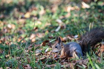 red squirrel harvests nuts for the winter in an autumn yellow park in sunny weather