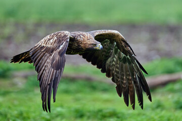 Golden eagle (Aquila chrysaetos)