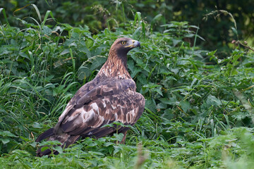 Golden eagle (Aquila chrysaetos)