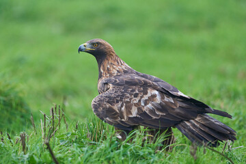 Golden eagle (Aquila chrysaetos)