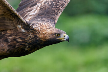 Golden eagle (Aquila chrysaetos)