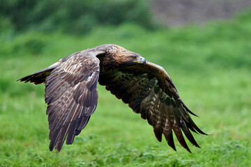 Golden eagle (Aquila chrysaetos)