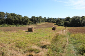 Two round bales of hay in a French meadow on a hill surrounded with forest edge.