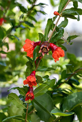 Little pomegranate on branch. Small pomegranate fruit on a green twig. uncommon little pomegranate fruit in nature