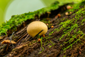 autumn wood-destroying fungi in the park