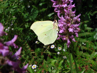 Butterflies of different shapes and colors circle over the flowers on a forest glade on a sunny day.