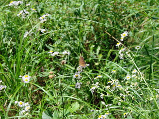 Panorama of a flowering glade in the middle of a mountain forest under bright sunlight.