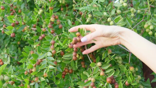 Ziziphus jujuba, commonly called jujube, red date, Chinese date. Hanging on a branch, harvest