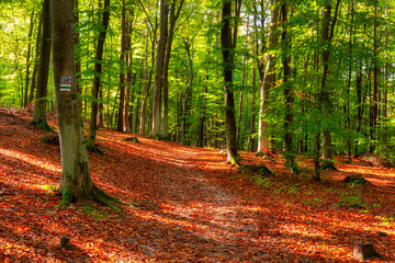 Beautiful scenery of a sunny forest during autumn in Poland
