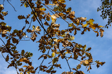 the old museum and park complex Kuskovo in Moscow at the beginning of autumn on a bright sunny day 