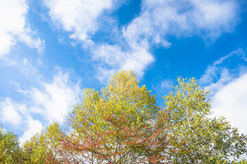 秋の青空と紅葉