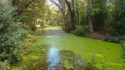 An algae covered pond in Ireland.