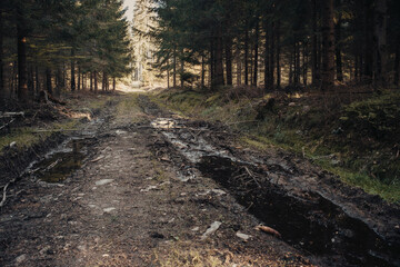 path in the woods