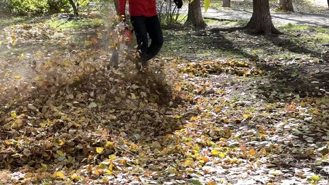 Slow motion. A man working with a blower while harvesting leaves in the park. Leaves rise and fall on the lawn on a sunny day. High quality FullHD footage