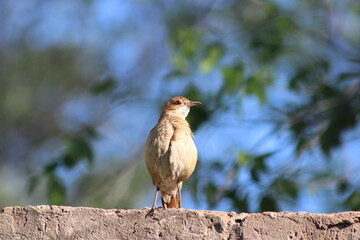 BIRDS