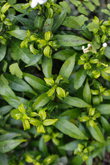 green leaves background