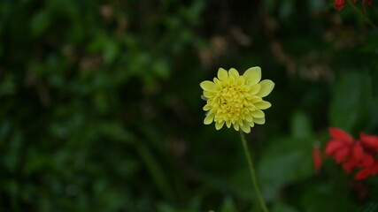 yellow flower