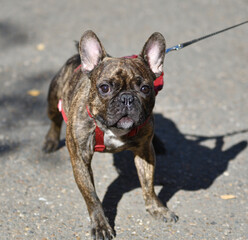 Dog breed French bulldog on a walk on an autumn day 