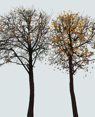 Vector image of silhouettes two deciduous trees with falling leaves in autumn season