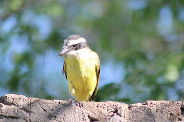 BIRDS