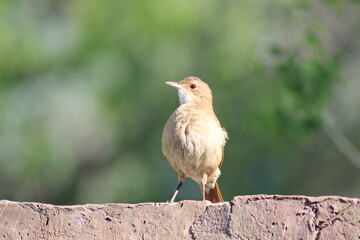 BIRDS