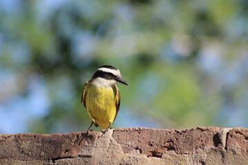 BIRDS